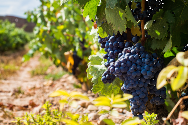 Tempranillo viinamari oma täies hiilguses